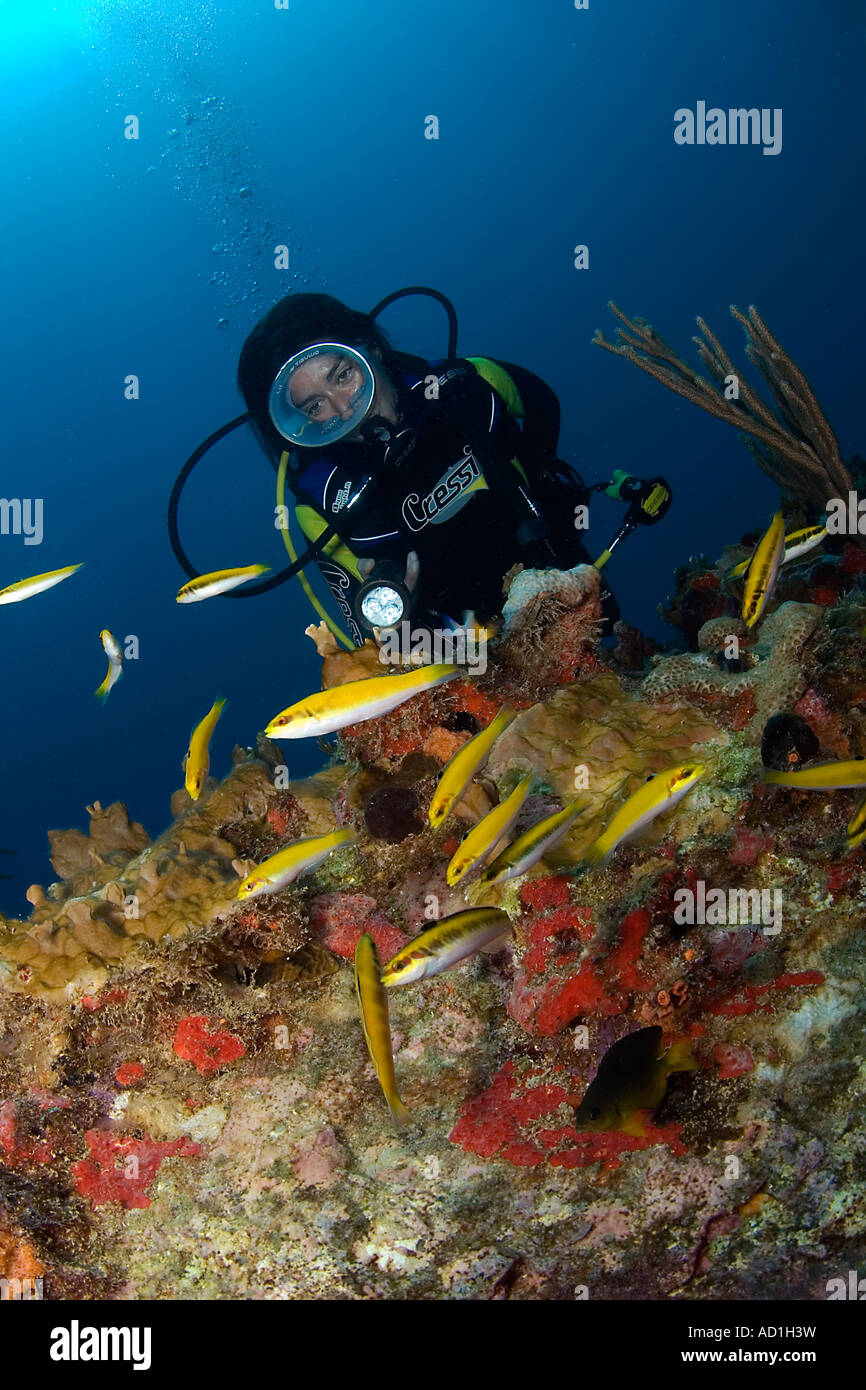 Taucher und Fische, British Virgin Islands, BVI, Unterwasser, weibliche Taucher, ovale Maske, Tauchen, Ozean, Meer, Leben im Meer, Stockfoto