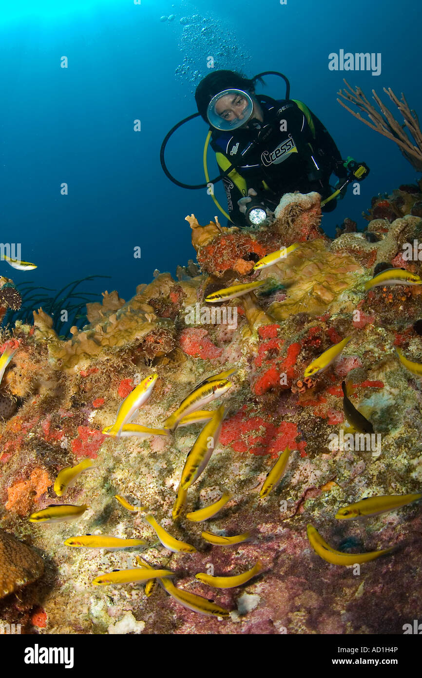 Taucher und Fische, British Virgin Islands, BVI, Unterwasser, weibliche Taucher, ovale Maske, Tauchen, Ozean, Meer, Leben im Meer, Stockfoto