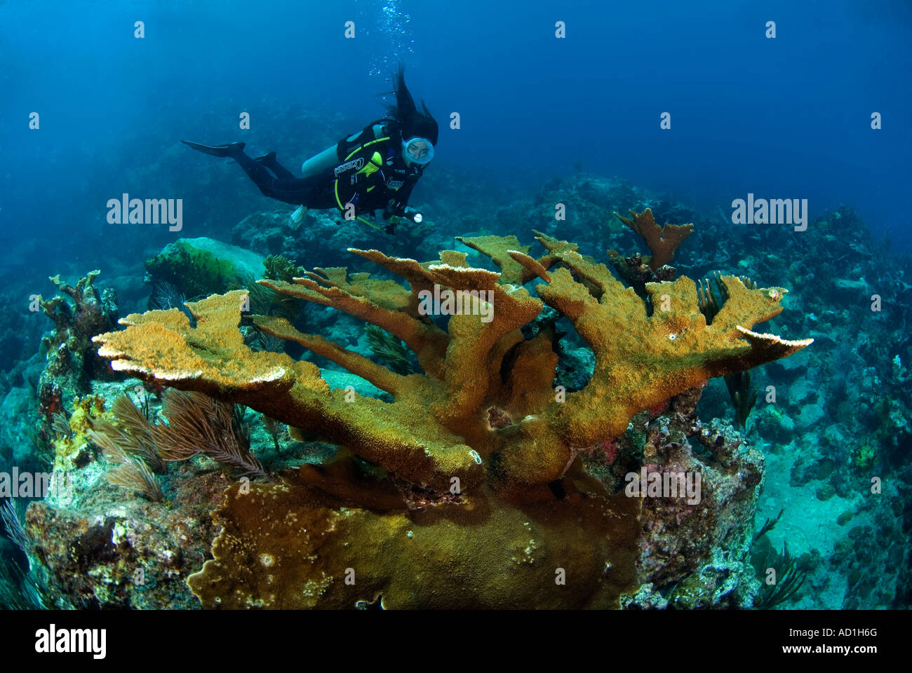 Taucher und Elk Horn Koralle, British Virgin Islands, BVI, Unterwasser, weibliche Taucher, ovale Maske, Tauchen, Ozean, Meer, Korallen, Stockfoto