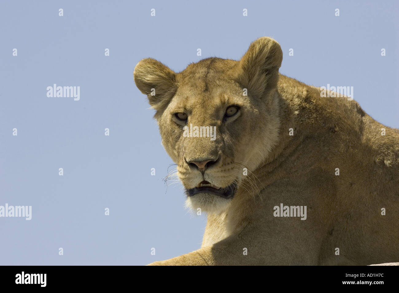 Lion weiblichen Augen Kopf PANTHERA LEO Afrika Tansania Stockfoto