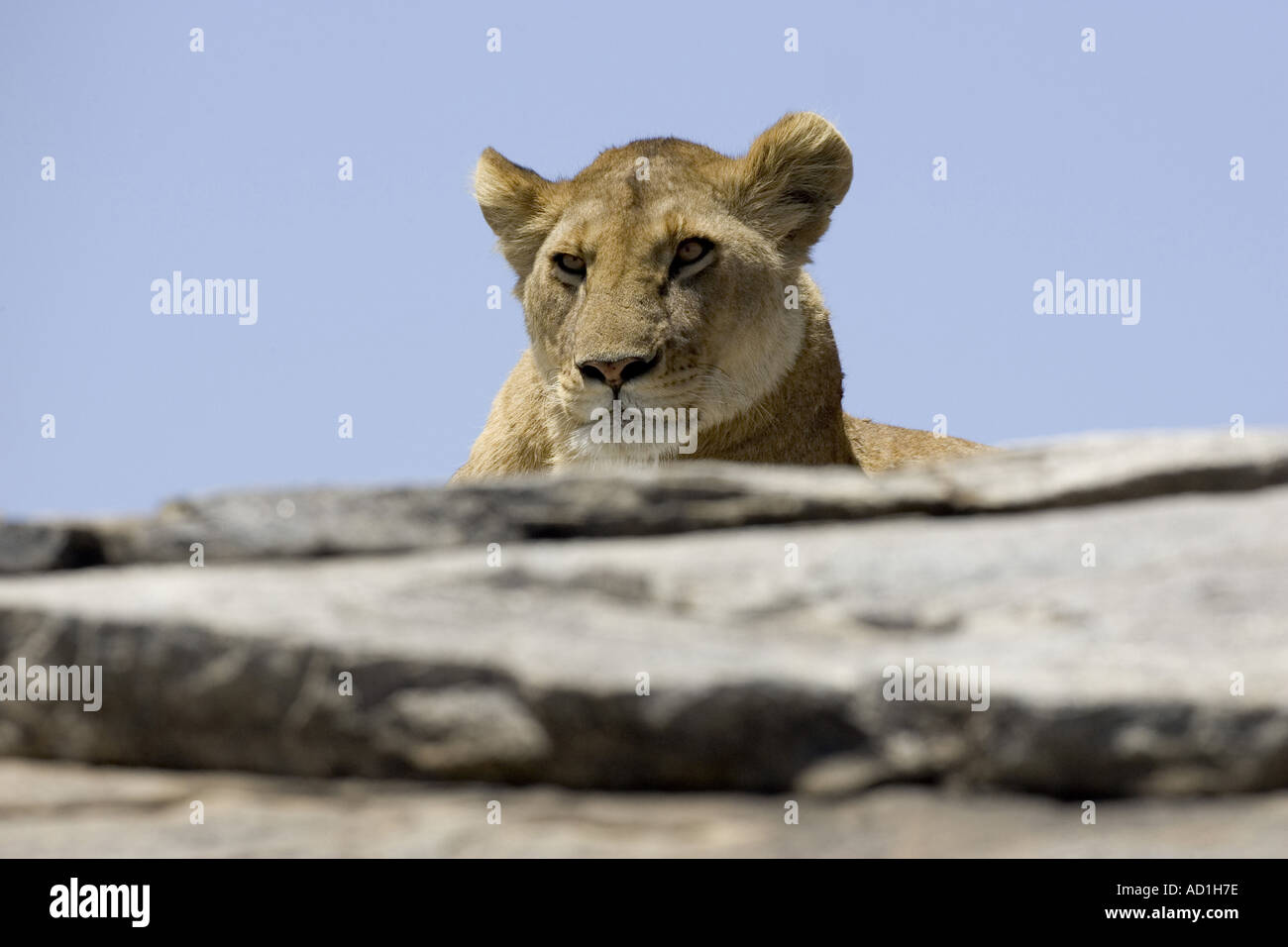 Löwe-Frau Augen Kopf suchen PANTHERA LEO Afrika Tansania Stockfoto