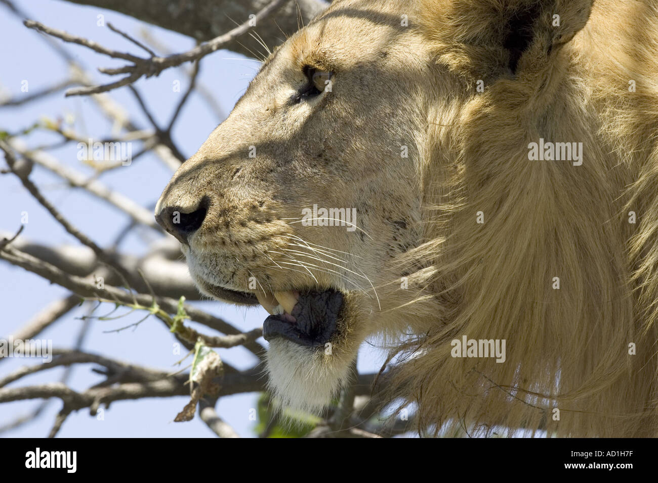 Löwe männlich Augen Kopf suchen PANTHERA LEO Afrika Tansania Stockfoto