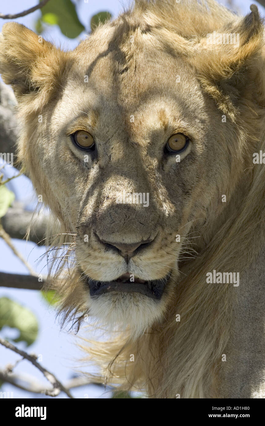 Junge männliche Augen Löwen Kopf PANTHERA LEO Afrika Tansania Stockfoto