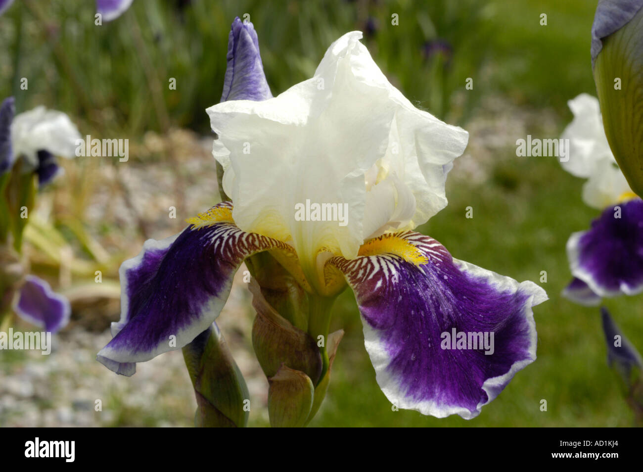 Weiß blau-violetten Blüten des Iris Iridaceae Gr Barbata Elatior Wabash Stockfoto
