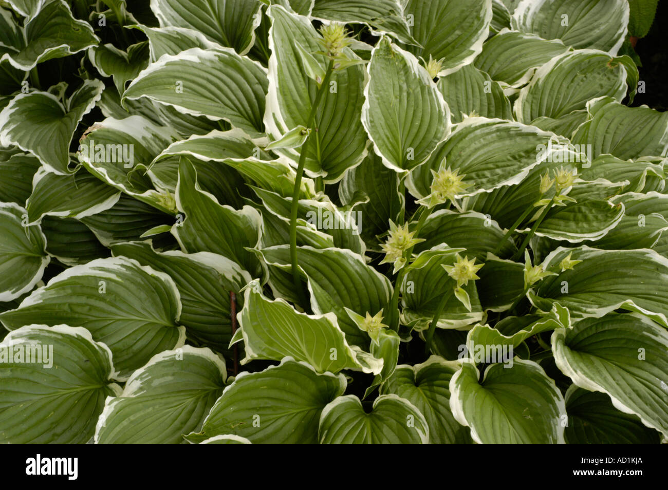 Gewelltes Blatt Hosta Hostaceae Hosta Crispula Stockfoto