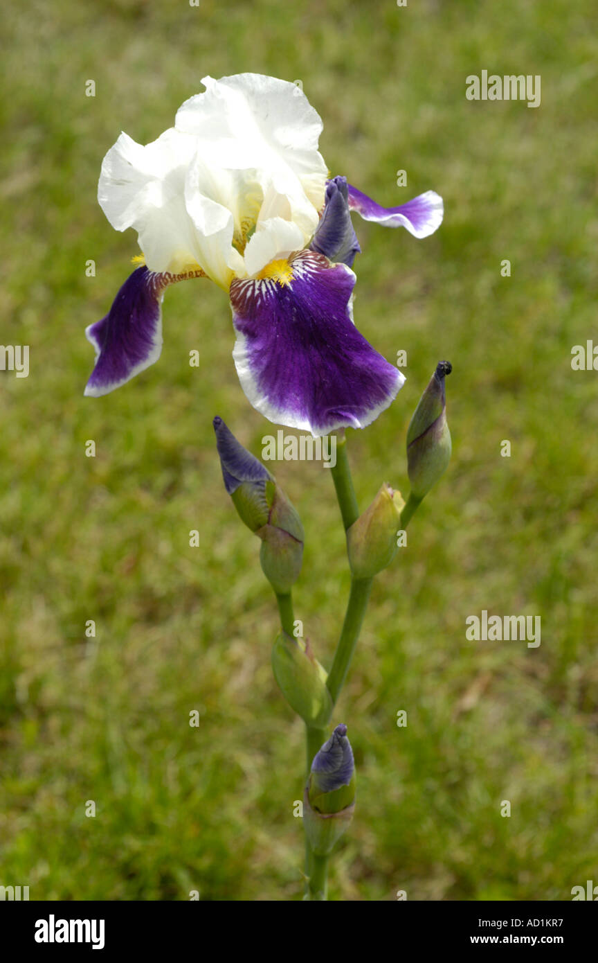 Weiß blau-violetten Blüten des Iris Iridaceae Gr Barbata Elatior Wabash Stockfoto