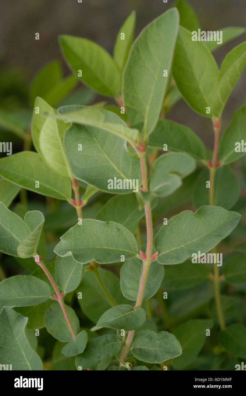 Caprifoliaceae Lonicera Kamtschatica oder camtschatica Stockfoto