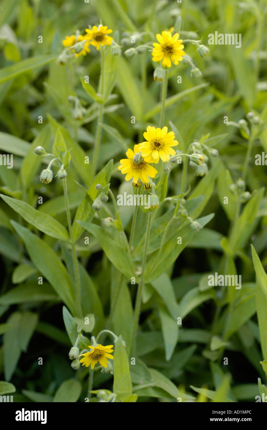 Gelben Blüten der Europäischen Arnica Compositae Arnika Montana europäischen Berge Asien Stockfoto