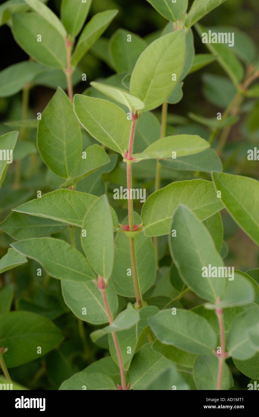 Caprifoliaceae Lonicera Kamtschatica oder camtschatica Stockfoto