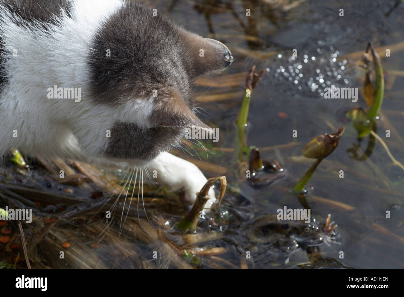 Katze frosch Fotos und Bildmaterial in hoher Auflösung Alamy
