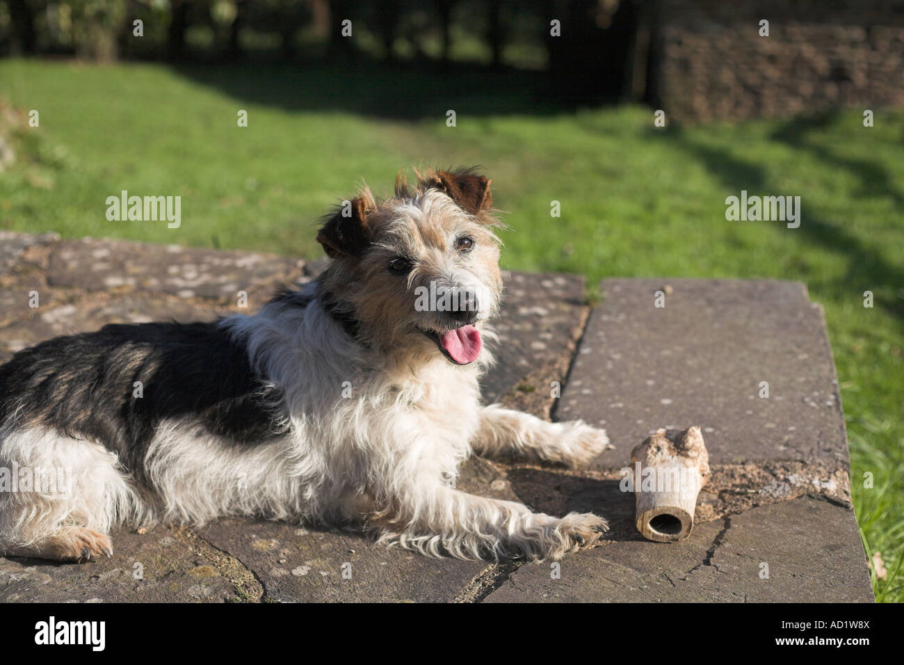 Jack Russell Terrier Hund Draht raue Fell mit Knochenmark Knochen  Stockfotografie - Alamy