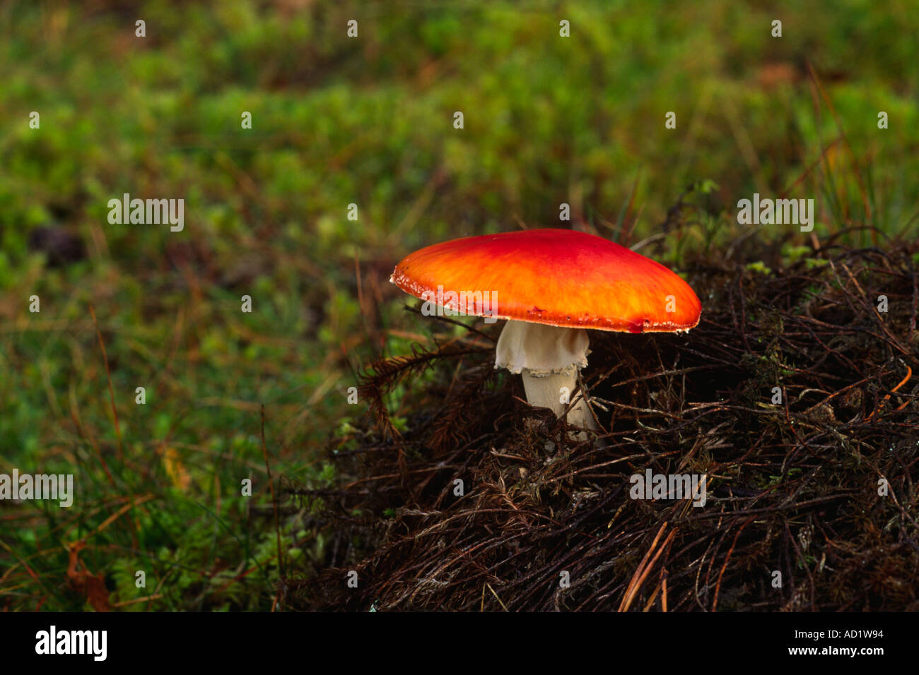 Redlead Roundhead Pilz (Träuschling Aurantiaga) Stockfoto