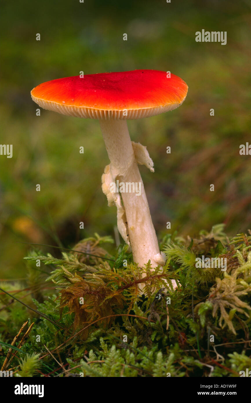 Redlead Roundhead Pilz (Träuschling Aurantiaga) Stockfoto