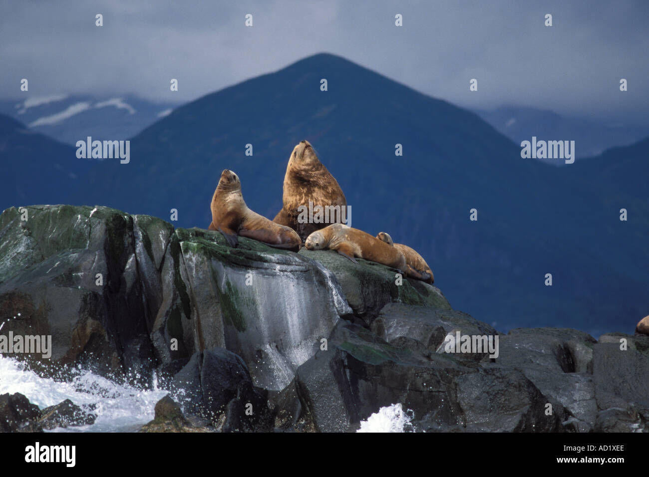 gefährdeten Steller Seelöwen Eumetopias Jubatus sonnen sich entlang der Küste des Katmai Nationalpark Alaska Halbinsel Stockfoto