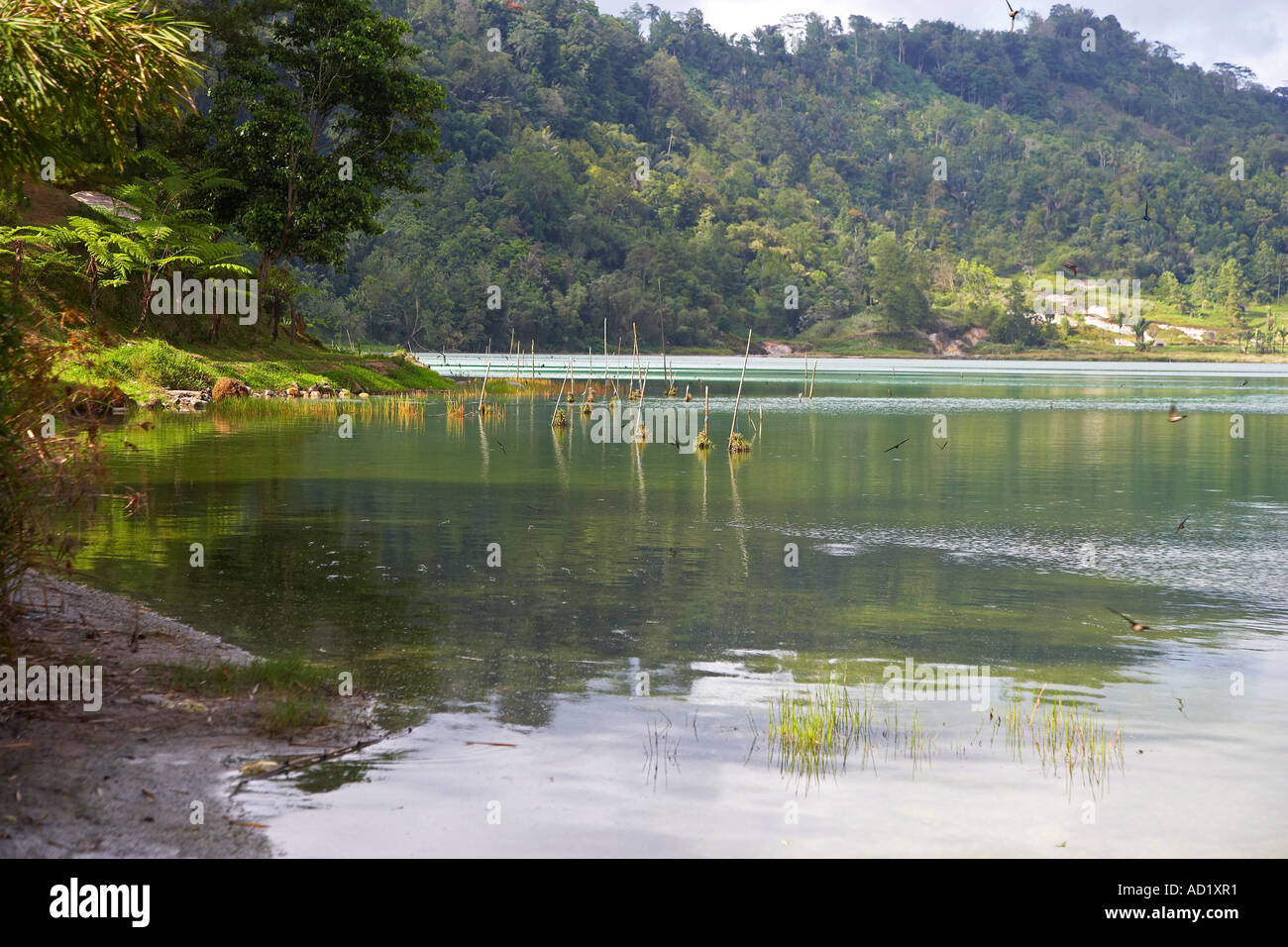 Schwalben fliegen Linow See in der Nähe Lahendong Dorf im Minahasa Hochland von Nord-Sulawesi, Indonesien Stockfoto