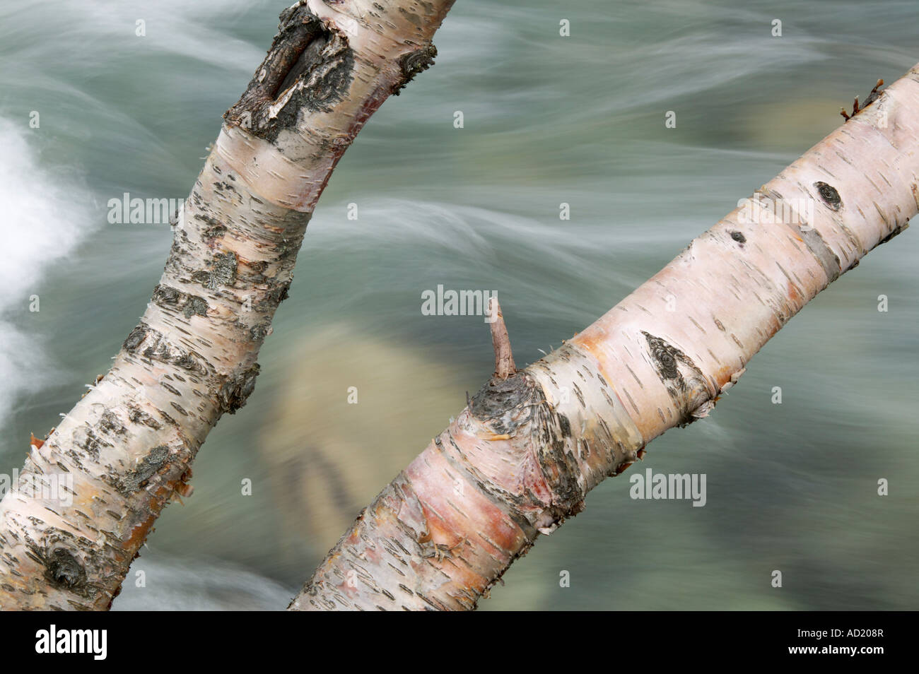 Silver Birch Trunks und verschwommen Wasser der rauschenden Fluss Sogn Og Fjordane Norwegen Stockfoto