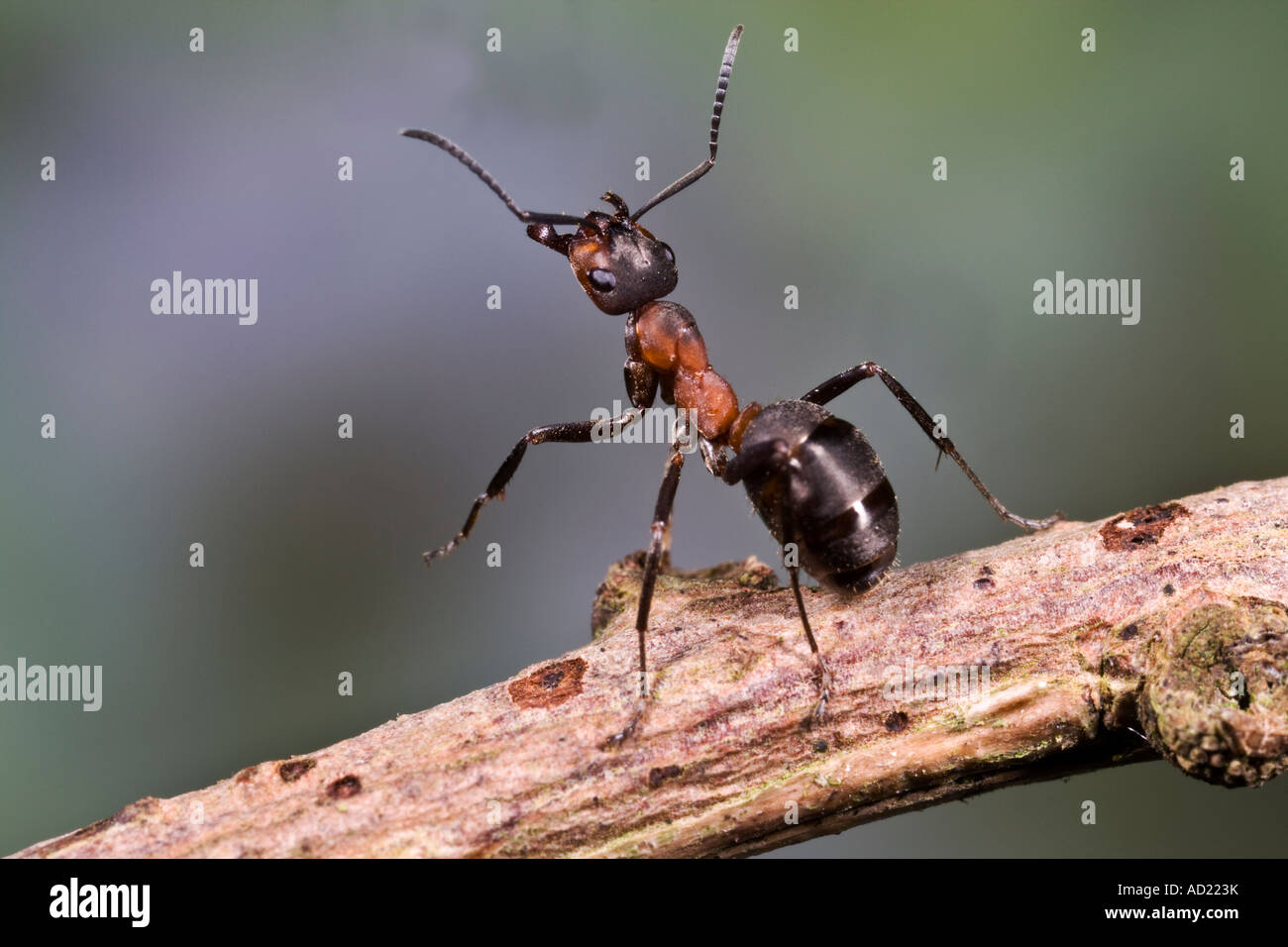 Holz Ameise Formica Rufa Aufbäumen auf Lärche Zweig Maulden Holz Bedfordshire Stockfoto