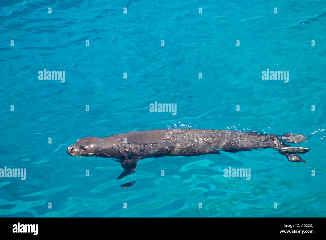 Vom Aussterben bedrohte Arten Mittelmeer-Mönchsrobben Dichtung, Monachus Monachus, männliche schwimmen entlang Kap Gelidonya, Türkei. Stockfoto