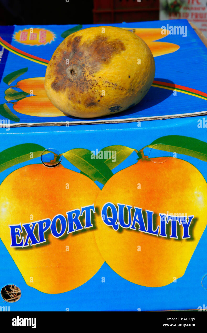 Beschädigte verdorbene Mango aus dem Exportqualitätskasten entfernt Stockfoto