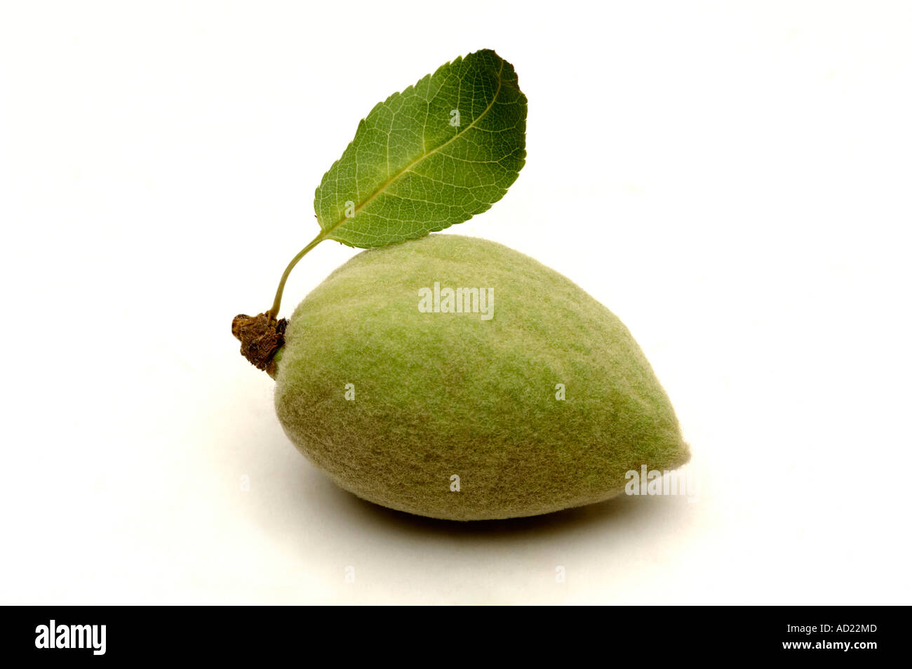 Ein Stück voller ungebrochen in grüne Schale rohe Frucht Mandel Nuss mit einem grünen Blatt auf weißem Hintergrund Stockfoto