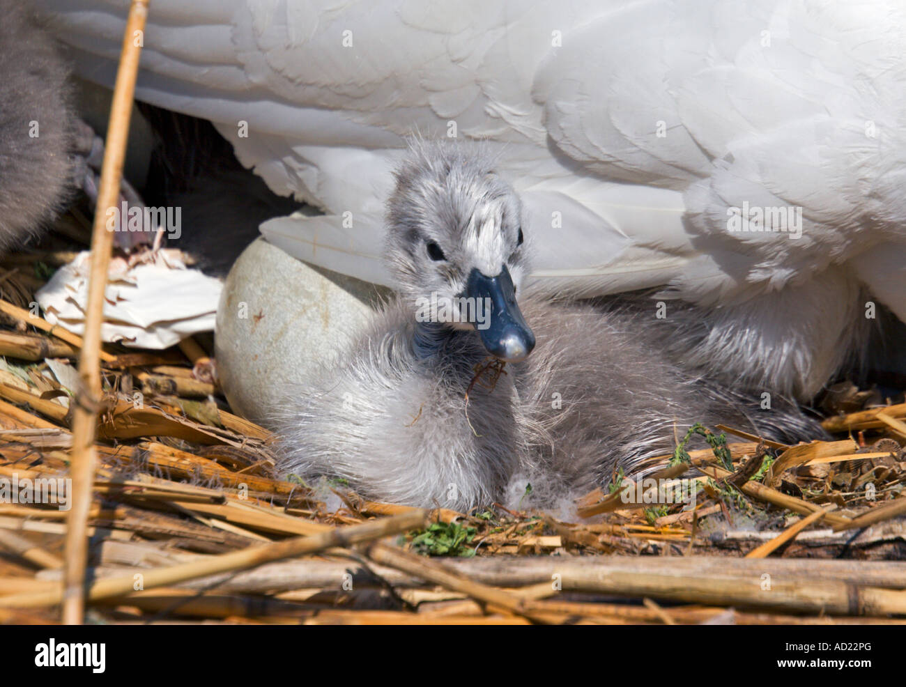 Neu geschlüpften Höckerschwan Cygnet (Cygnus Olor) Stockfoto