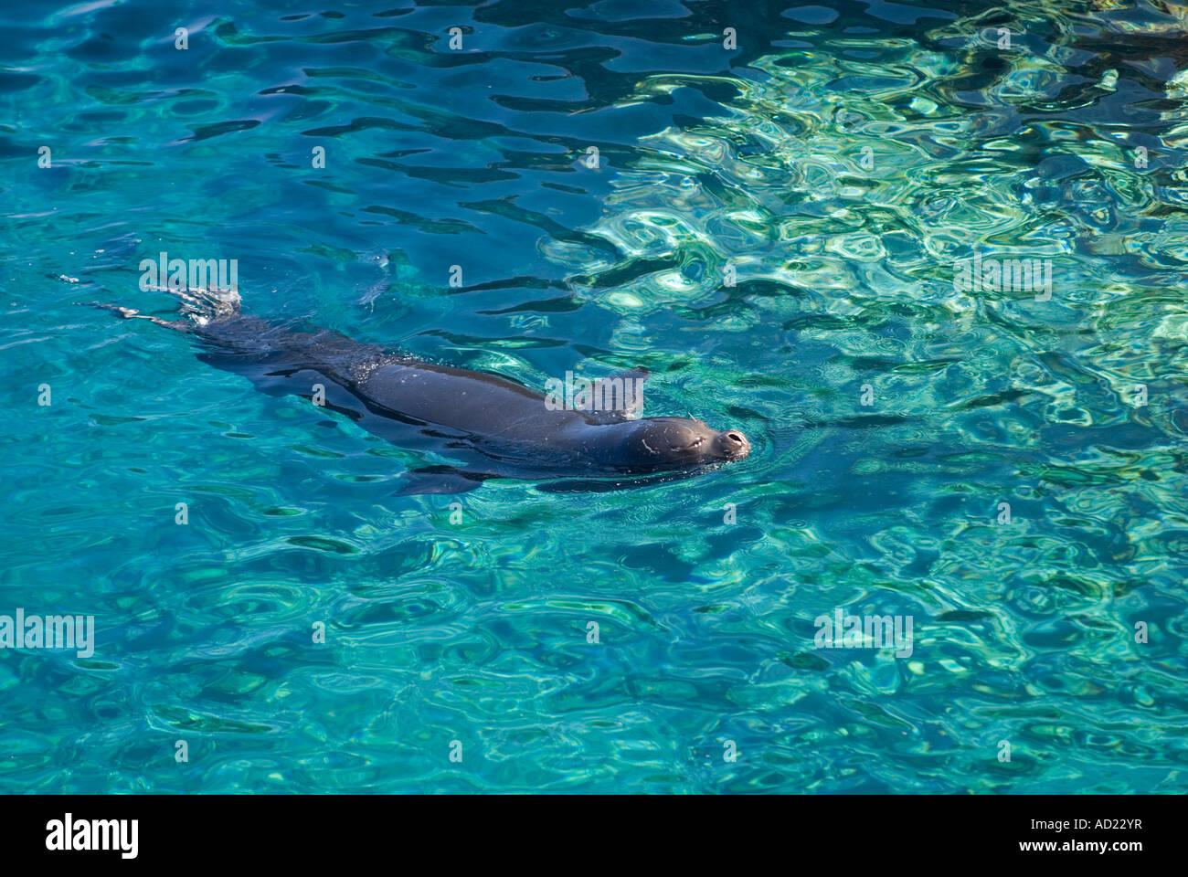 Vom Aussterben bedrohte Arten Mittelmeer-Mönchsrobben Dichtung, Monachus Monachus, männliche schwimmen entlang Kap Gelidonya, Türkei. Stockfoto