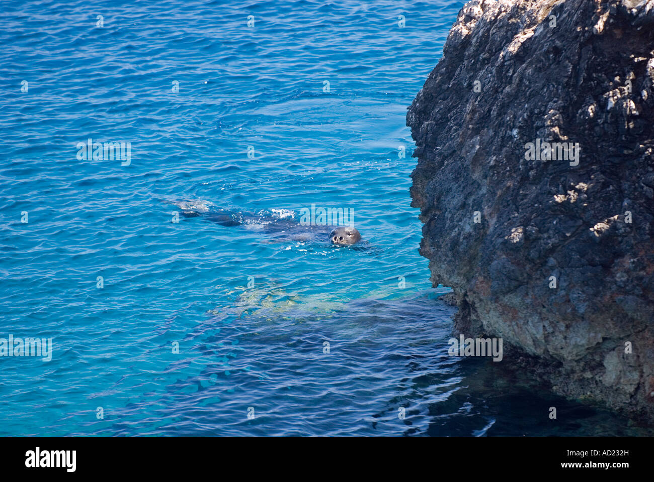 Vom Aussterben bedrohte Arten Mittelmeer-Mönchsrobben Dichtung, Monachus Monachus, männliche schwimmen entlang Kap Gelidonya, Türkei. Stockfoto
