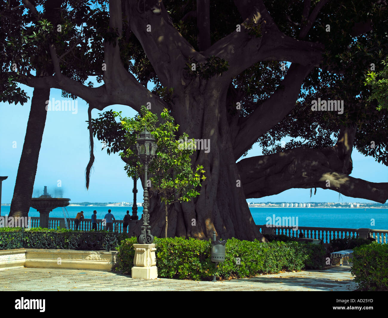 Andalusien in Spanien: ein Gummibaum (einen Brasiliensis) in Cadiz Parque  del Amaleda Stockfotografie - Alamy
