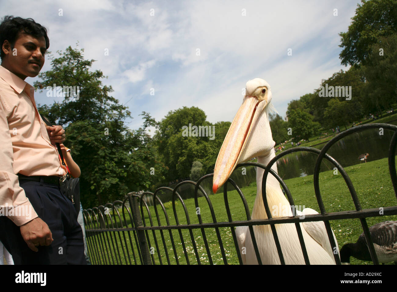 Pelikan im St. James Park in der Nähe von Buckingham Palace, London England Stockfoto