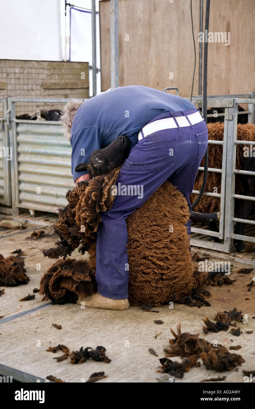 Schaf sheerer hart bei der Arbeit Stockfoto