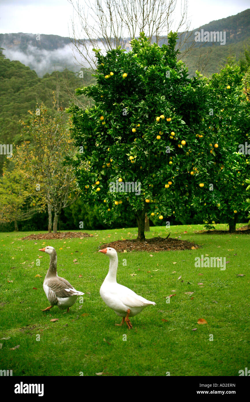 Ein paar Gänse Freilandhaltung in einem Zitrushain auf einer Farm in Australien Stockfoto