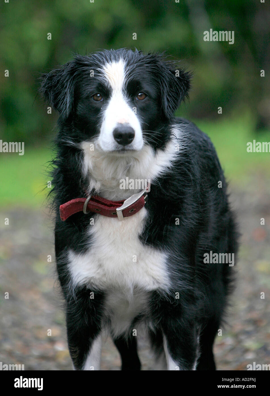 Eine schöne gefühlvolle schwarz-weiß Border-Collie Hund Stockfoto