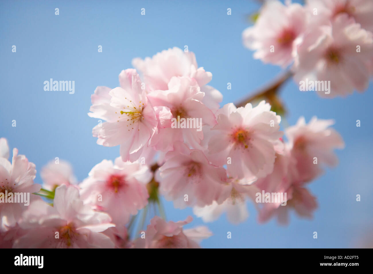 Kirschblüte, Blumen, Himmel, rosa, selektiven Fokus. Stockfoto