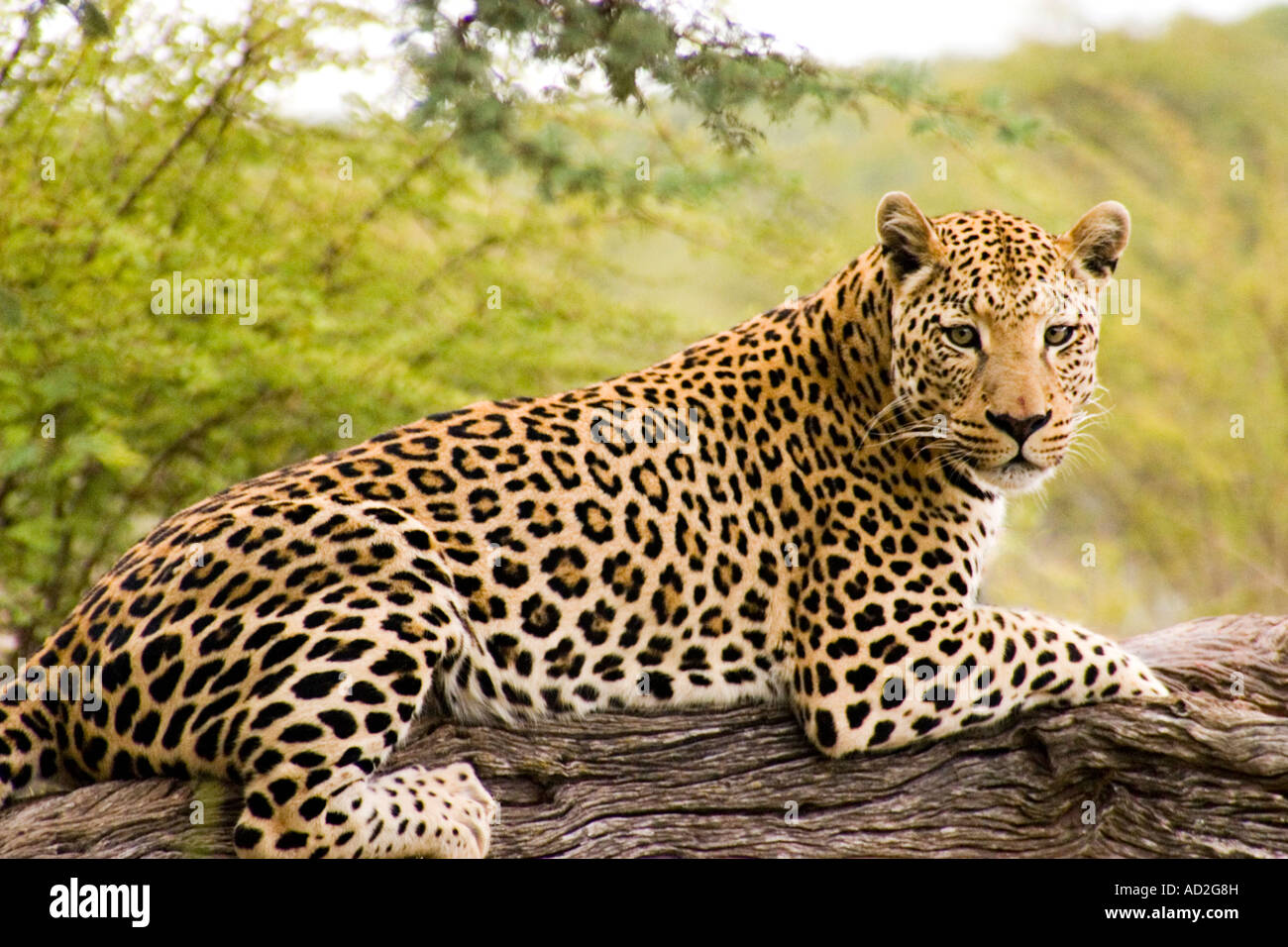 Leopard am Africat Foundation Okonjima Namibia Afrika Stockfoto