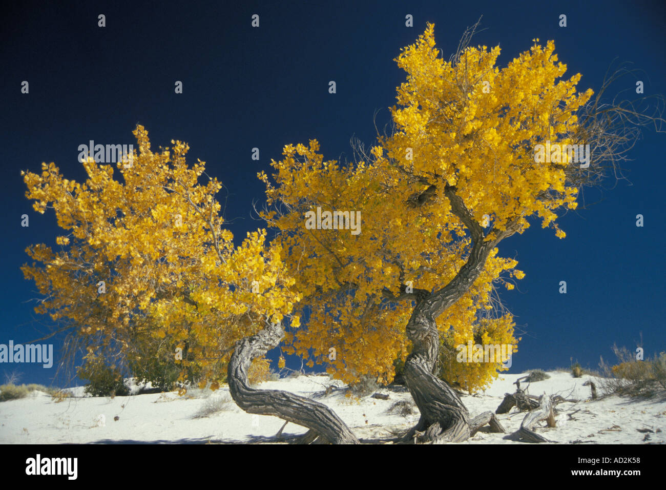 Cottonwood Bäume White Sands National Monument New Mexico Stockfoto