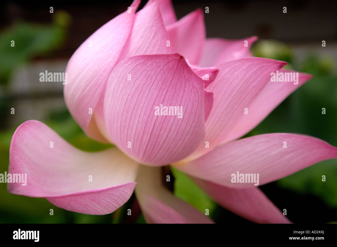 Lotus China Stockfoto