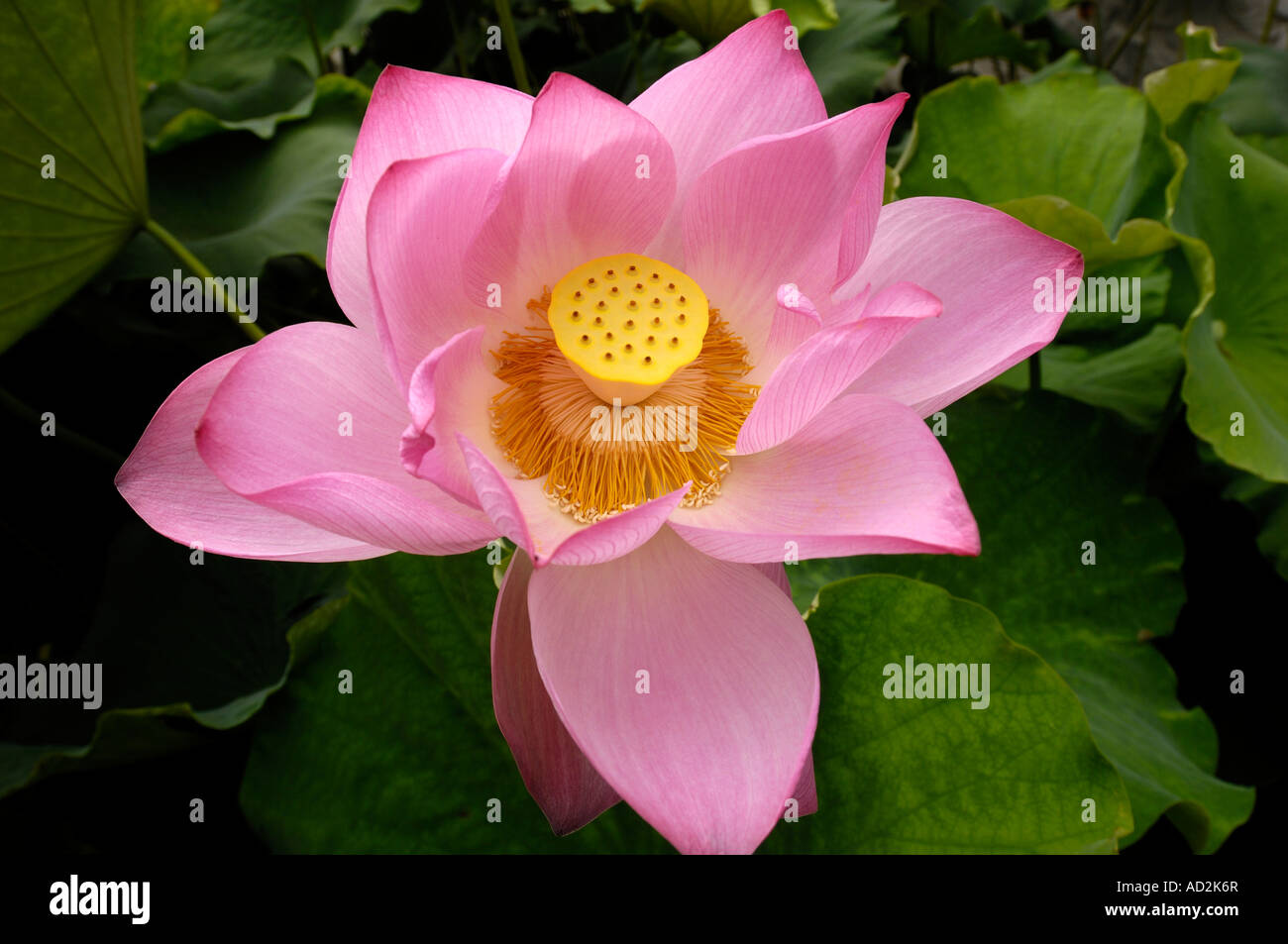 Lotus China Stockfoto