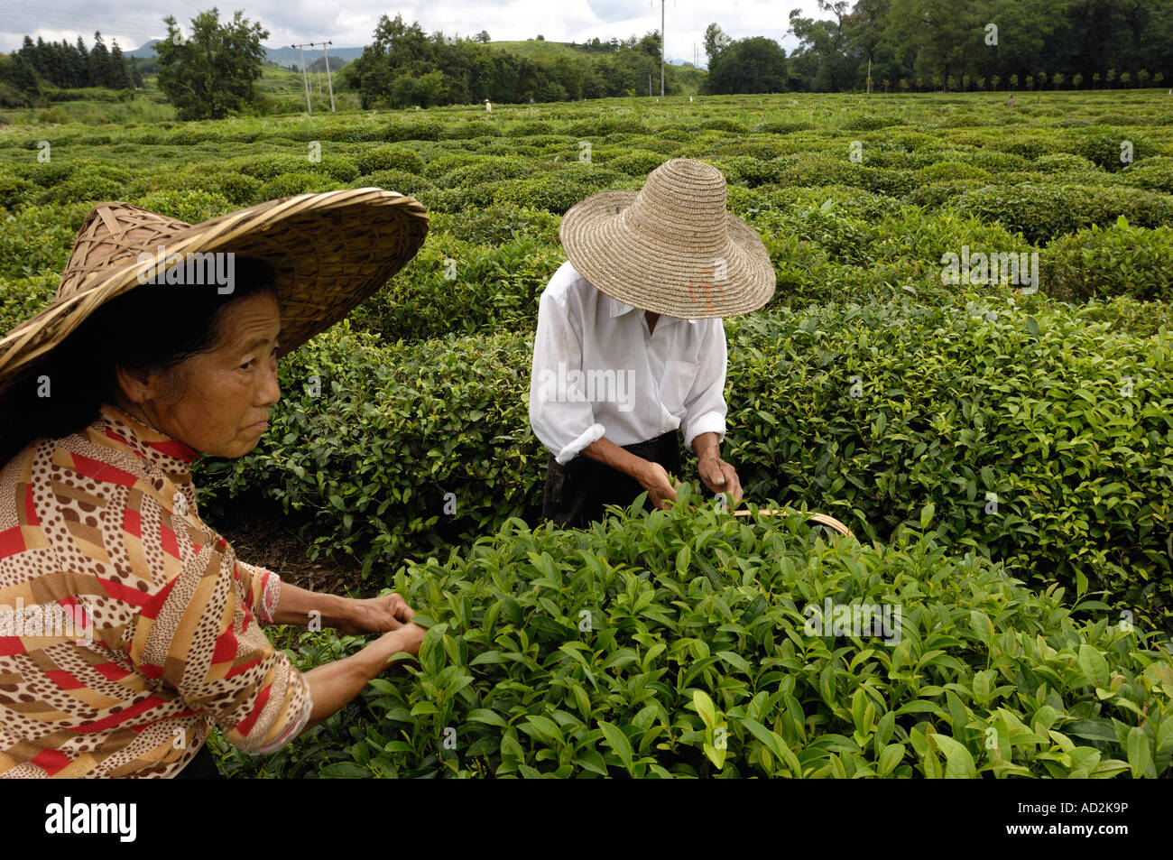 Chinesische Kommissionierung Teepflanzen in Wuyuan, Jiangxi Provinz, China. 15. Juni 2007 Stockfoto