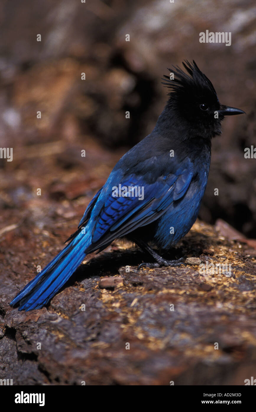 Steller s Jay Cyanocitta Stelleri in Kenai Fjords Nationalpark Yunan Alaska Stockfoto