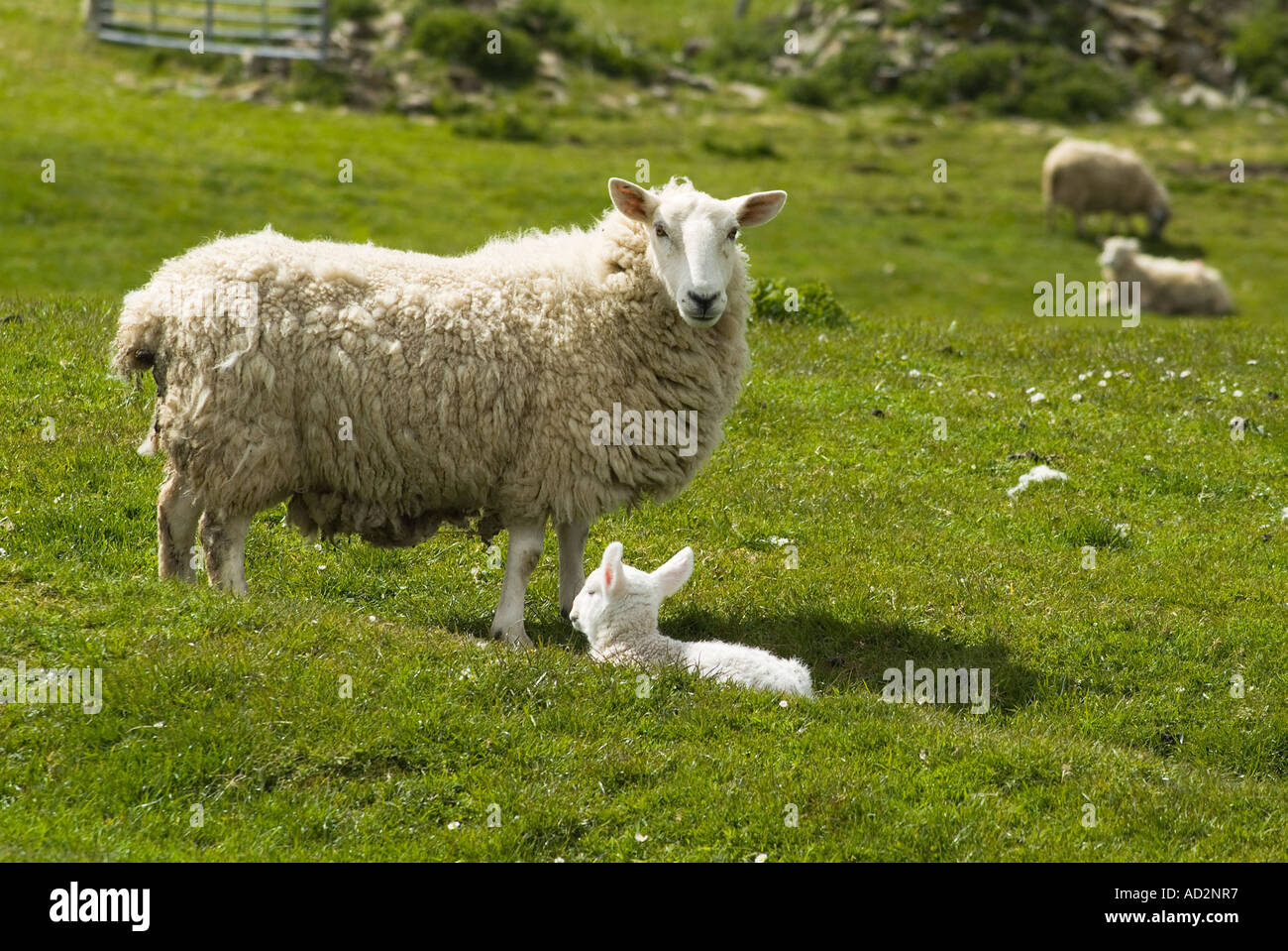 Dh Schafe Schafe aus dem Vereinigten Königreich mit Lamm hang Feld Orphir Orkney Stockfoto