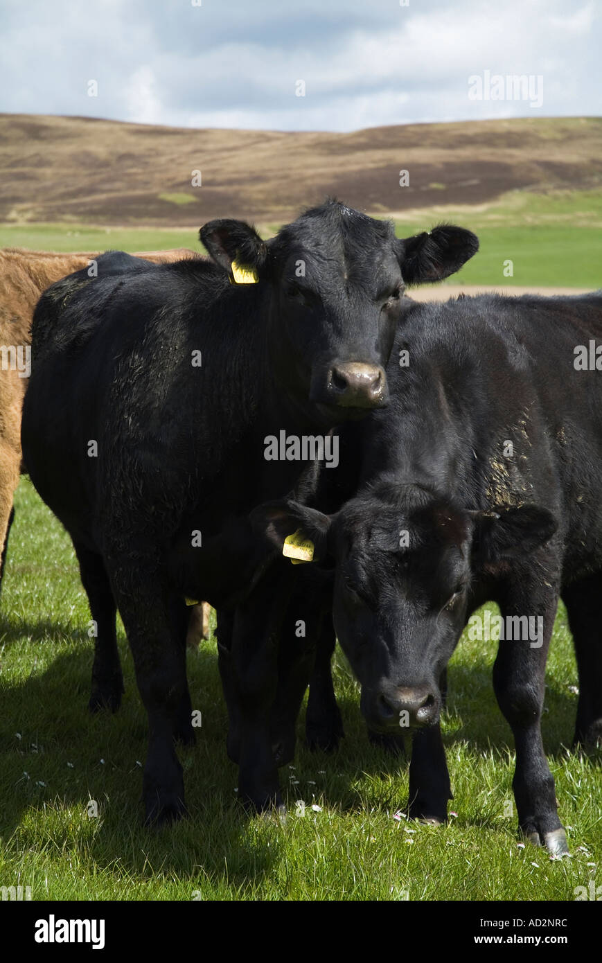 dh Aberdeen Angus Rind Kühe RINDER SCHOTTLAND junger Schwarzer Bullock Kuh im Feld Orphir Orkney Nutztiere scottish Bullocks uk Stockfoto
