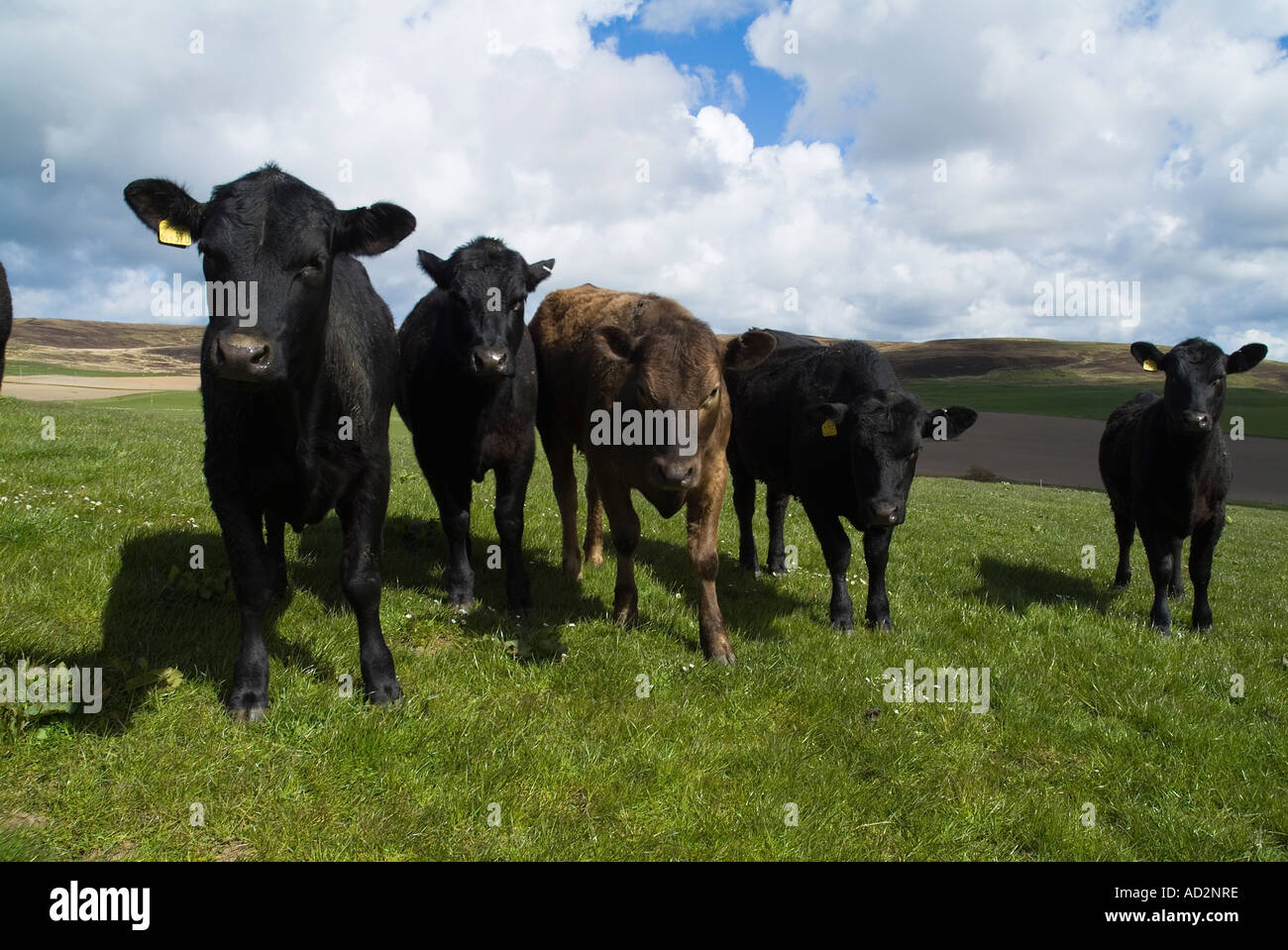 dh Cow ANIMALS UK Young Aberdeen Angus Beef Cattle in Field Orhir Orkney Farmkühe züchten schottische Herde schottland Stockfoto