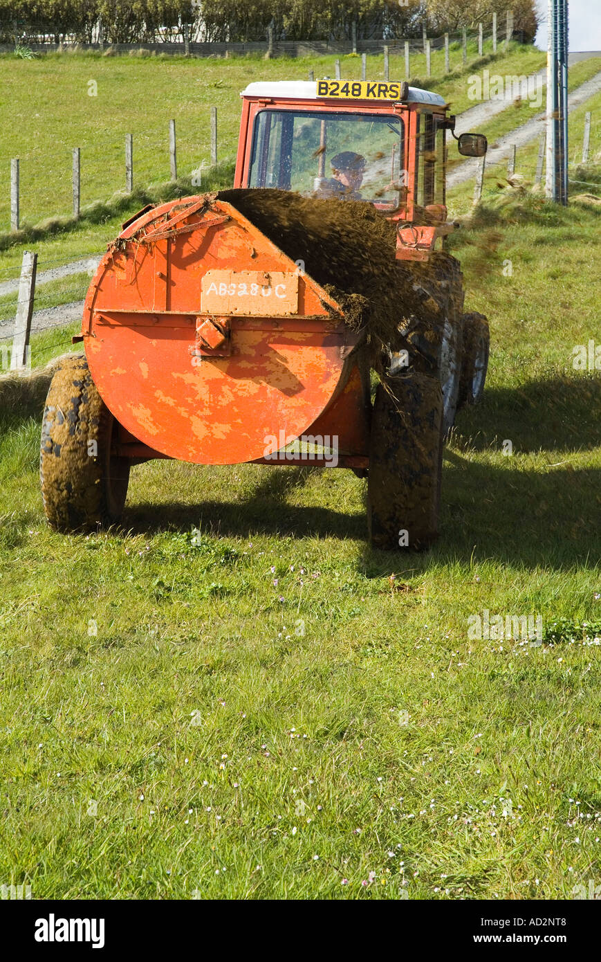 dh Massey Ferguson 240 TRAKTOR FARM UK LANDWIRTSCHAFT Ziehen Mist Spreizer Felder Dünger Dreck verbreitet Kompost auf dem Feld verteilt Stockfoto