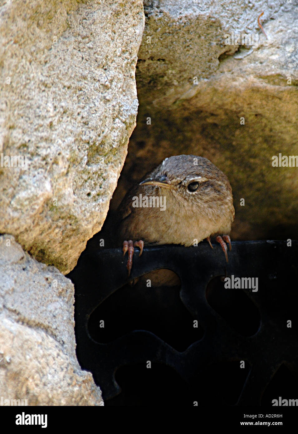 Wren entstehende Nest in eine Gartenmauer Stockfoto
