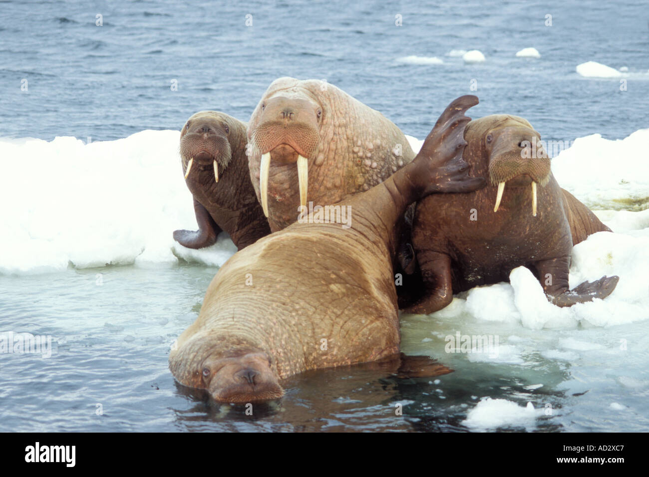 Walross Odobenus Rosmarus Gruppe auf dem Packeis Beringmeer Alaska Stockfoto