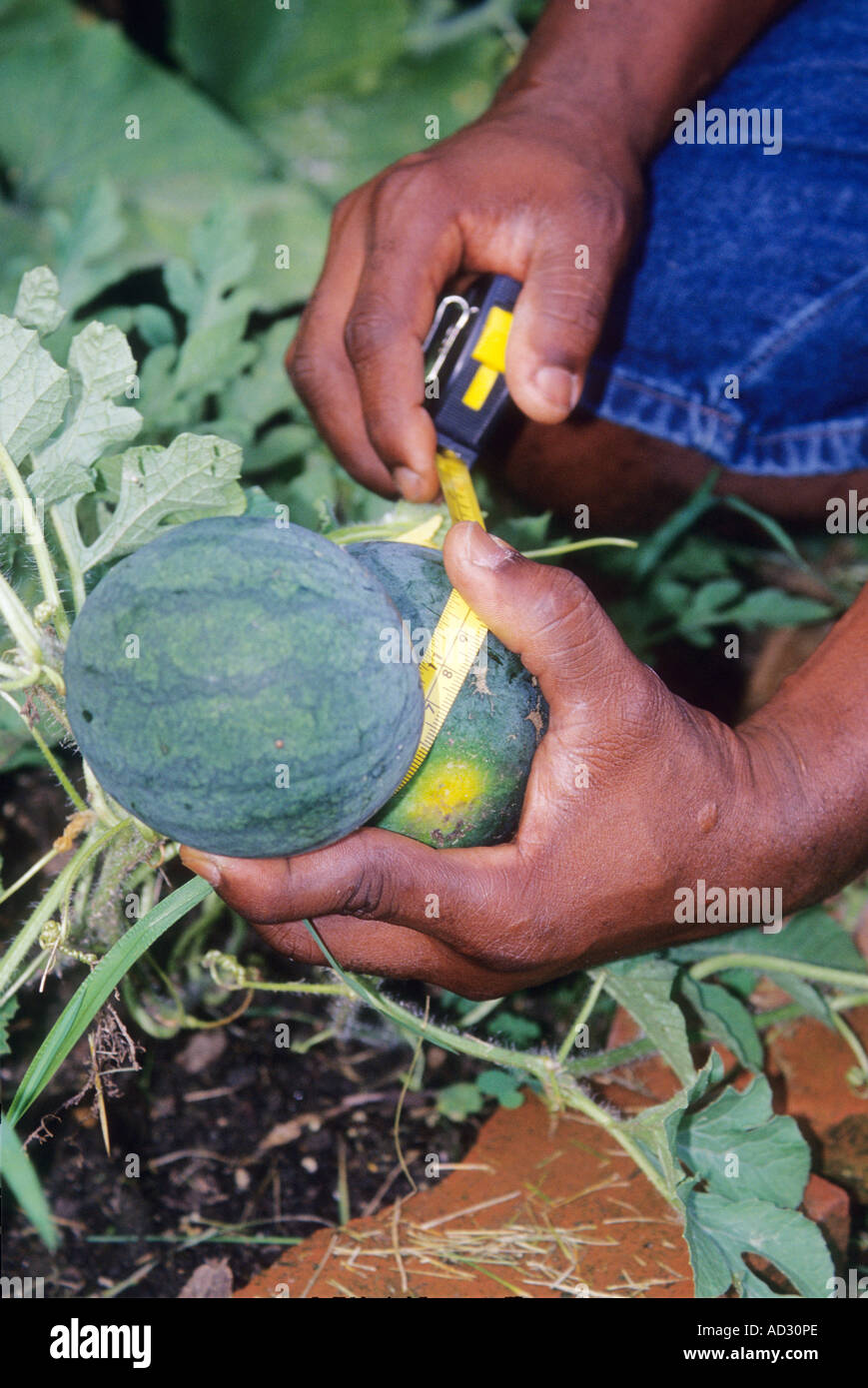 Mann, die Messung seiner selbst angebautem Obst, Melone Stockfoto