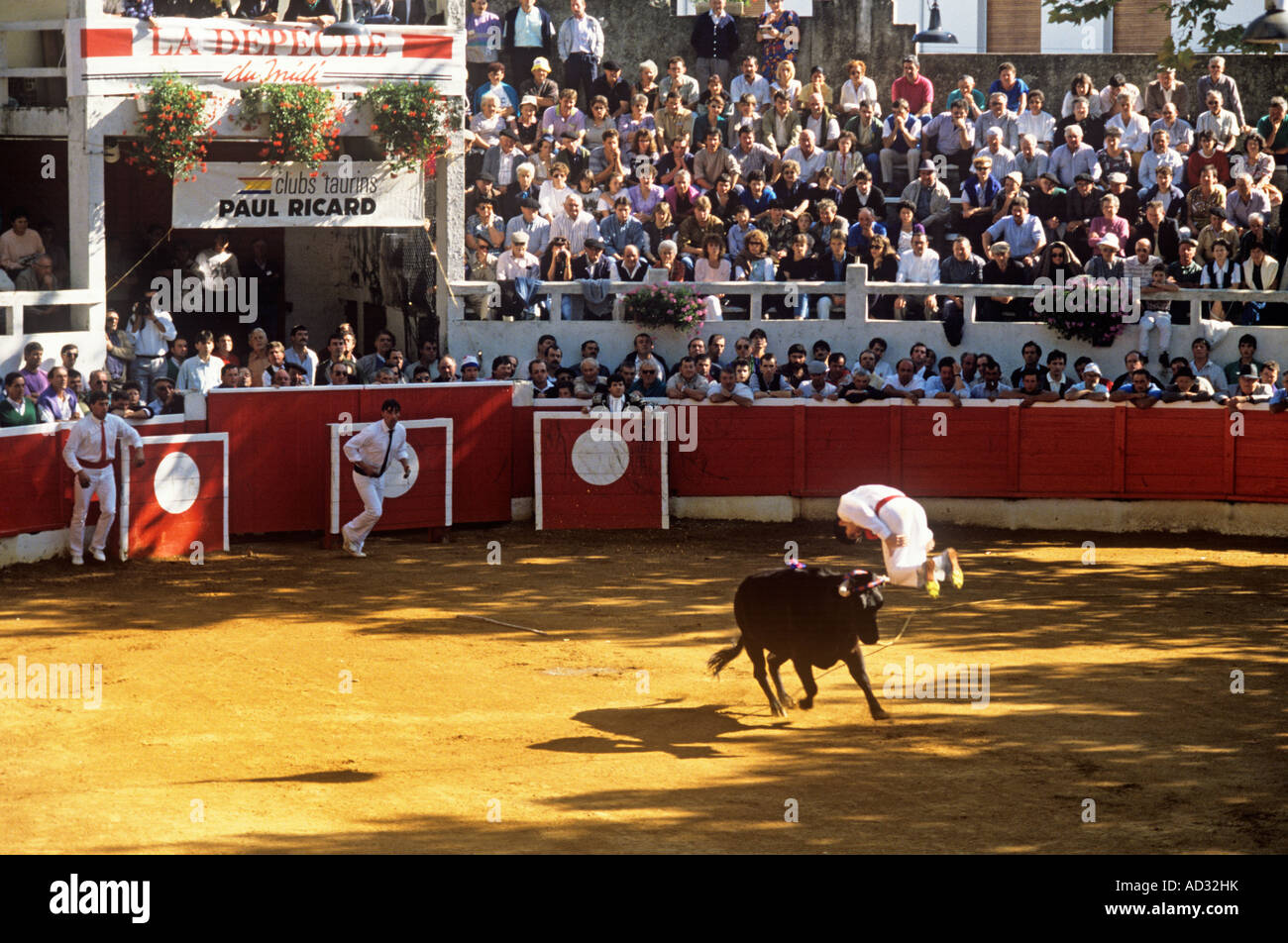 Gehören Sie im Kurs Landaise sportlichen Nervenkitzel sportliche junge Männer, jedoch, springen oder über eine Ladestation Kuh Saltos Stockfoto