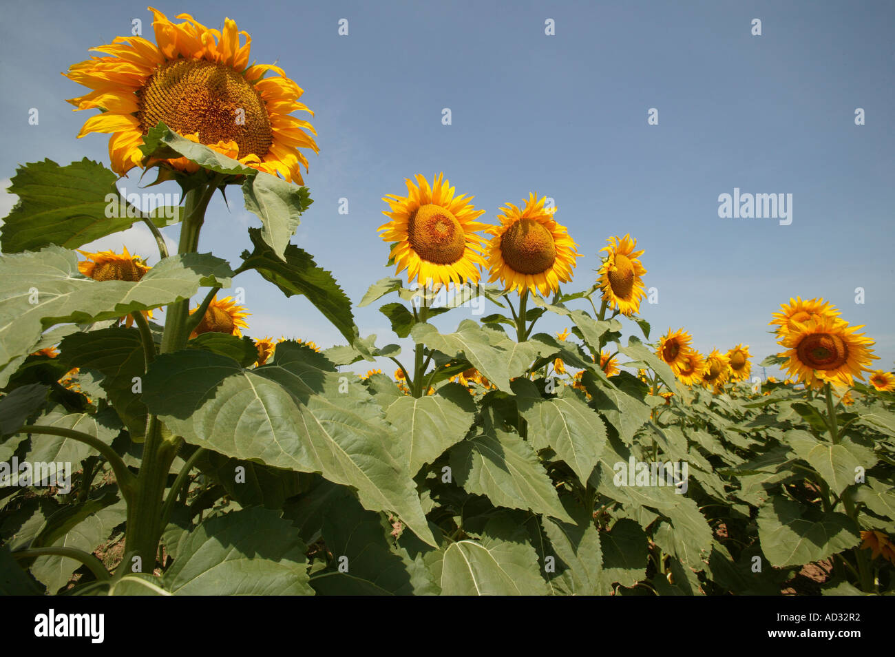 Sonnenblumen, die Tageslicht auf dem Feld ausgesetzt sind Stockfoto