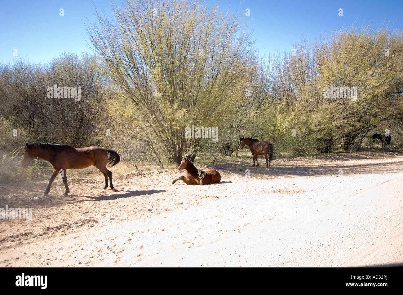 Wildpferde Namibias Stockfoto