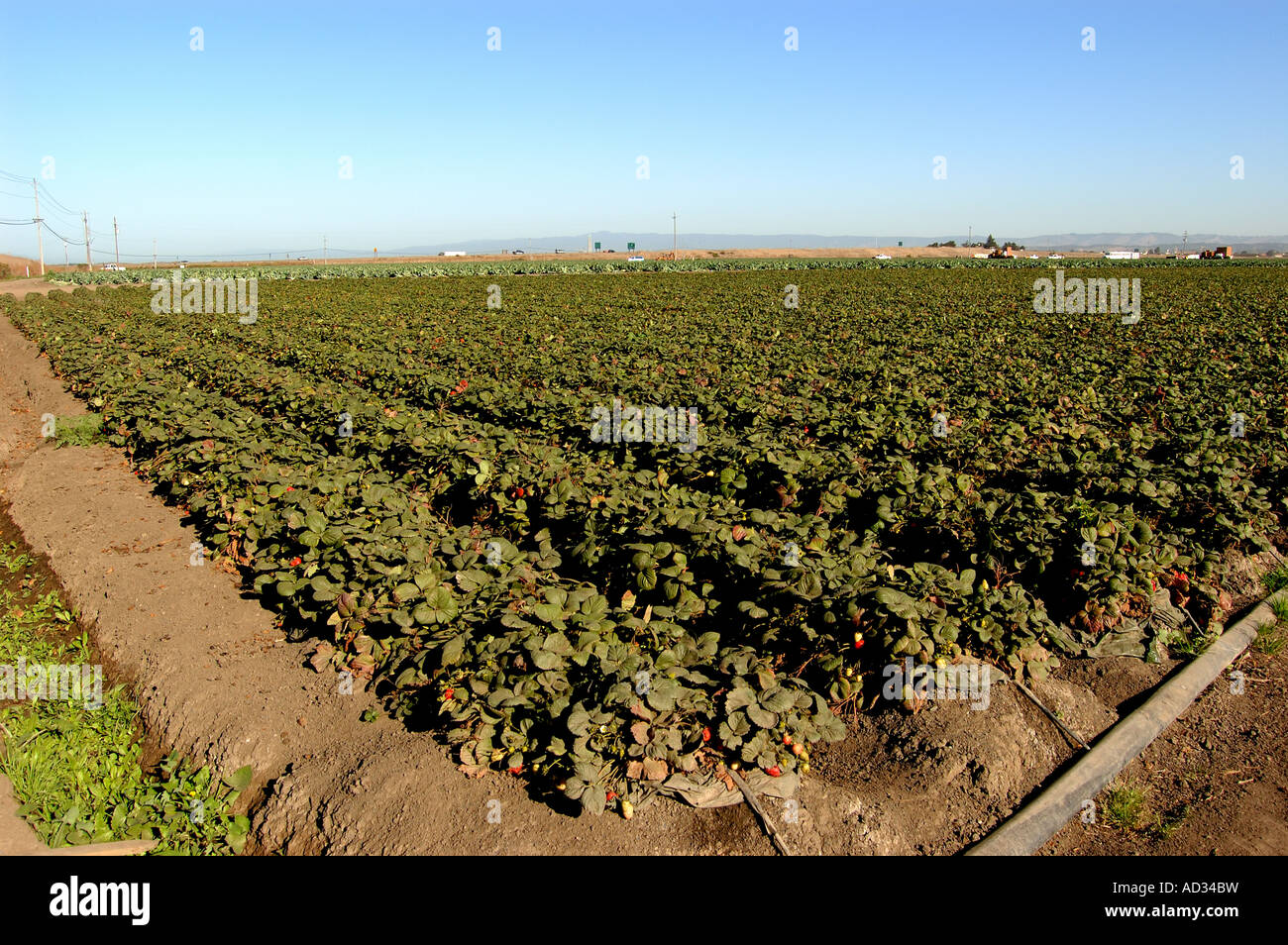 Erdbeerfeld in der Nähe von etwa zentralen Küste von Kalifornien Stockfoto